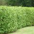 Griselinia Plants