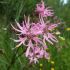 Ragged Robin Seeds