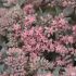 Sedum Plants