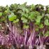 Sprouting Red Cabbage Seeds