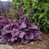 Heuchera Plants