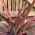 Phormium Plant