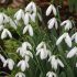 Snowdrop Bulbs