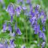 Bluebell Bulbs