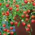 Cherry Tomato Seeds