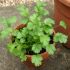 Coriander Seed