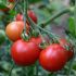 Tomato Seeds