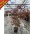 Acer Palmatum (Sumi-Nagashi)