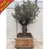 Specimen Olive Tree 210cm in Tortuga Wood box