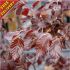 Copper Beech Hedging Plants