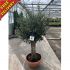 Specimen Olive tree with free delivery