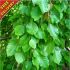 Green Beech Hedging Plants