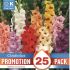 Gladioli Bulbs Mix (25 Pack)