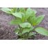 Jerusalem Artichoke