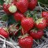 Strawberry Plant