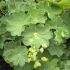 Alchemilla Plants