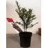 Taxus baccata