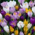 Crocus Bulbs