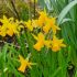 Daffodil
