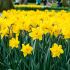 Daffodil Bulbs