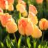 Tulip Bulbs