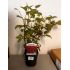 cornus sibirica