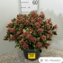 Skimmia