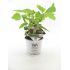 Potted hydrangea