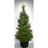Abies Koreana
