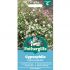 Gypsophila Seeds
