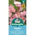 COSMOS Apricotta Mr Fothergills Seeds