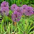 Allium Christophii Bulbs (6 Pack)