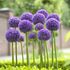 Allium Gladiator Bulbs (3 Pack)
