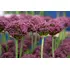 Allium Atropurpureum Bulbs (5 Pack)
