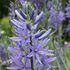 Camassia Leichtinii Caerulea Bulbs (5 Pack)