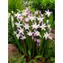 Chionodoxa Forbesii Pink Giant Bulbs (20 Pack)