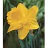 Daffodil Dutch Master Bulbs (6 Pack)
