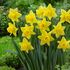 Daffodil Mando Bulbs (6 Pack)