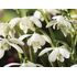 Galanthus n. Double Flore Pleno Bulbs (20 Pack)
