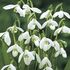 Galanthus Woronowii Bulbs (10 Pack)