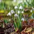 Galanthus Nivalis Bulbs (10 Pack)
