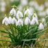 Galanthus Woronowii Bulbs (35 Pack)