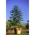 Wollemi Pine in cultivation