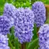 Hyacinth Delft Blue Bulbs (3 Pack)