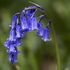 Bluebells Non Scripta Irish Grwn Bulbs (7 Pack)