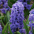 Hyacinth Aqua® Bulbs (3 Pack)