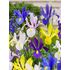 Iris Hollandica Mixed Varieties Bulbs (20 Pack)