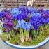 Iris Reticulata Mixed Bulbs (20 Pack)