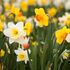 Mixed Daffodils (3kg Pack)