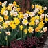 Mixed Daffodils Bulbs (6 Pack)